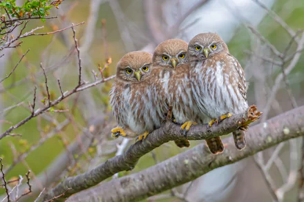 Three pygmy owls perched closely on a tree branch, captured in this HD PC desktop wallpaper showcasing these small, detailed birds in a natural setting.