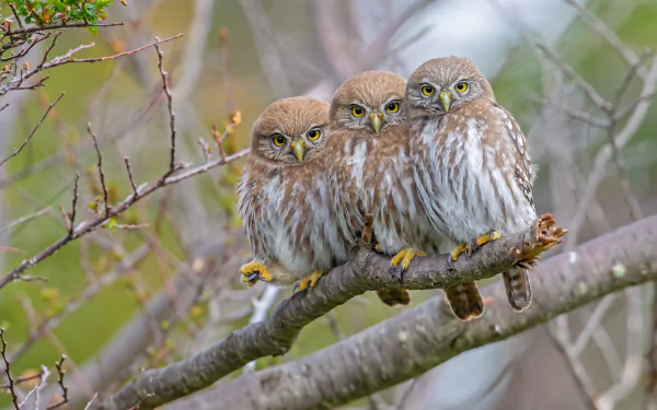 Three pygmy owls perched closely on a tree branch, captured in this HD PC desktop wallpaper showcasing these small, detailed birds in a natural setting.