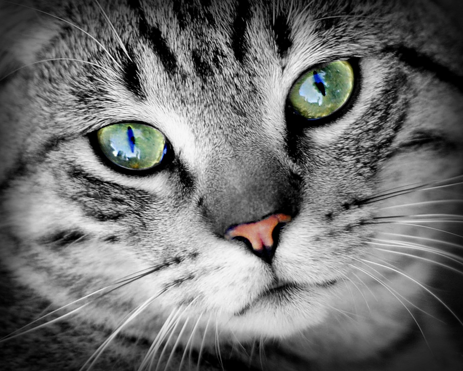 Close-up of a cat's face with striking green eyes, captured in high definition as a PC desktop wallpaper and background.