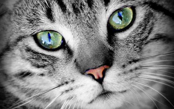 Close-up of a cat's face with striking green eyes, captured in high definition as a PC desktop wallpaper and background.