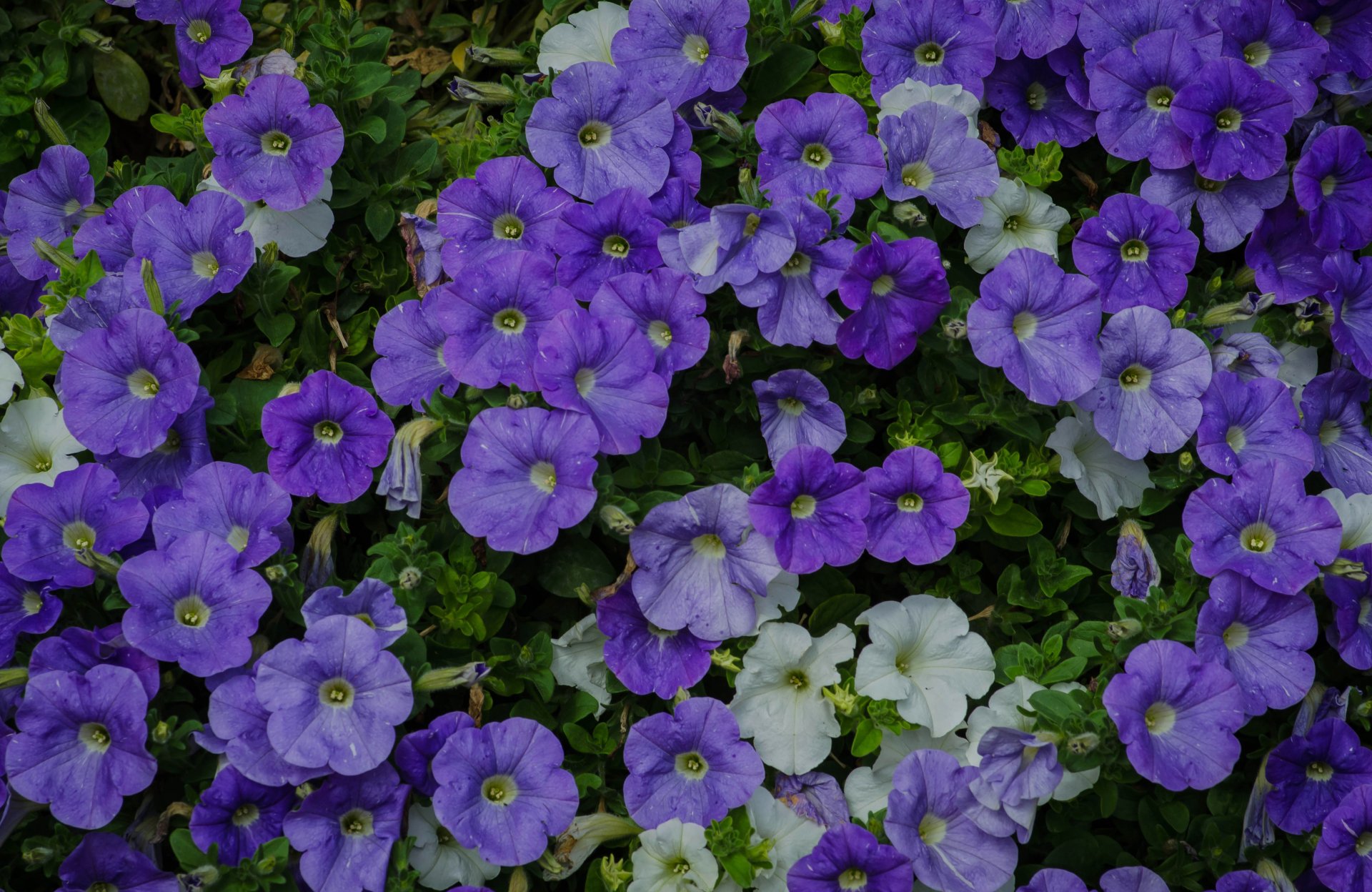 Vibrant purple and white petunias in full bloom, captured in stunning 4K Ultra HD, showcasing the natural beauty of flowers for a PC desktop wallpaper background.