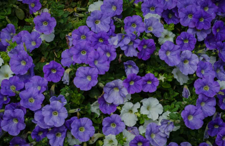 Vibrant purple and white petunias in full bloom, captured in stunning 4K Ultra HD, showcasing the natural beauty of flowers for a PC desktop wallpaper background.