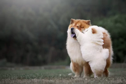 HD PC desktop wallpaper of a fluffy chow chow dog and baby animal puppy playfully nuzzling on grass.
