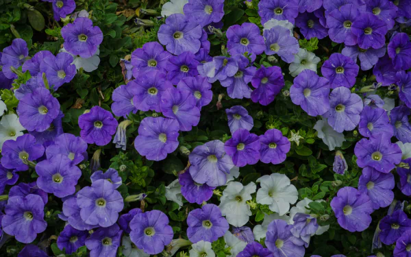 Vibrant purple and white petunias in full bloom, captured in stunning 4K Ultra HD, showcasing the natural beauty of flowers for a PC desktop wallpaper background.