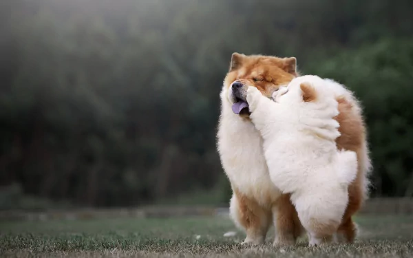 HD PC desktop wallpaper of a fluffy chow chow dog and baby animal puppy playfully nuzzling on grass.