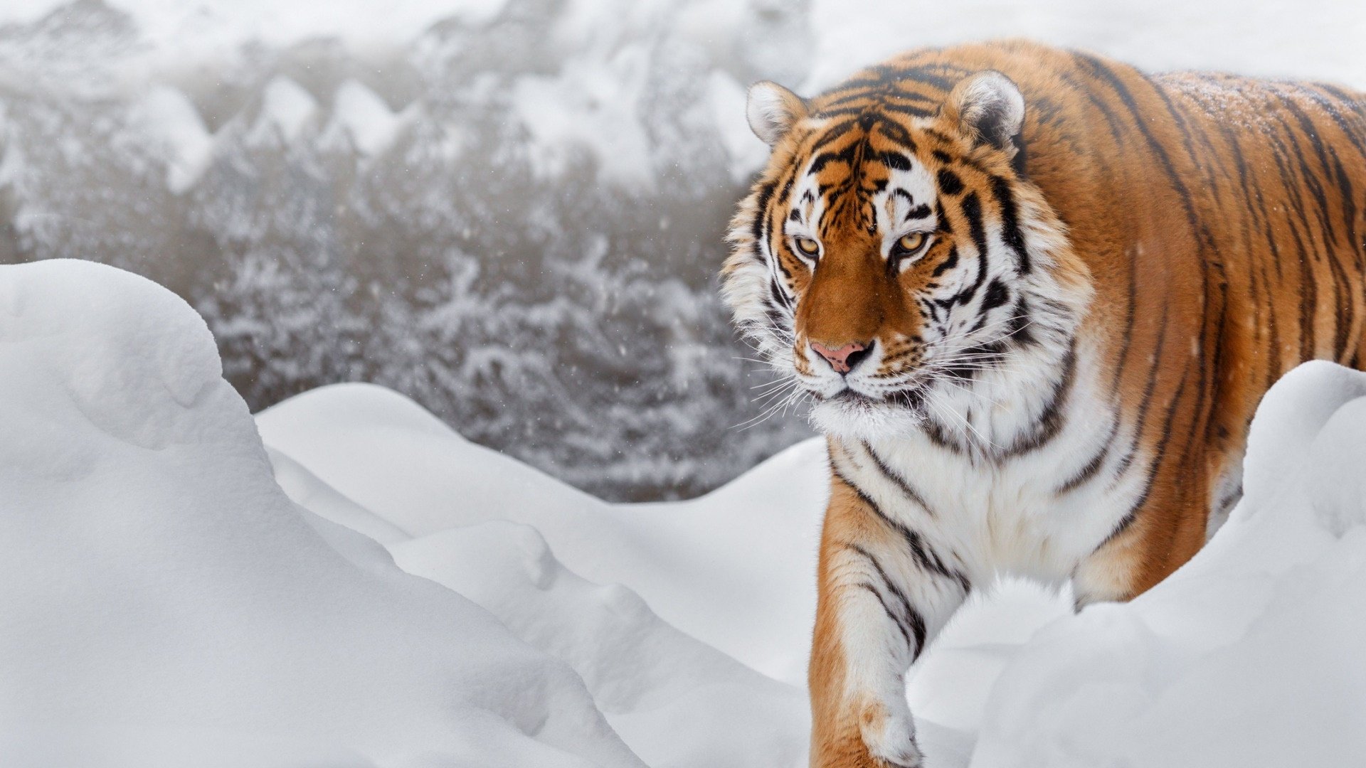 Download Snow Siberian Tiger Animal Tiger HD Wallpaper