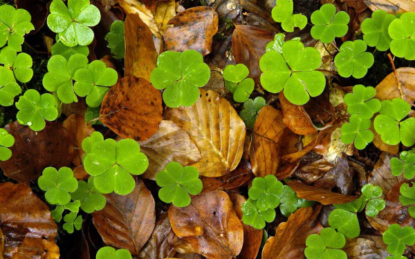 close-up nature clover HD Desktop Wallpaper | Background Image