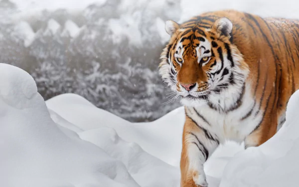  Siberian Tiger in the Snow