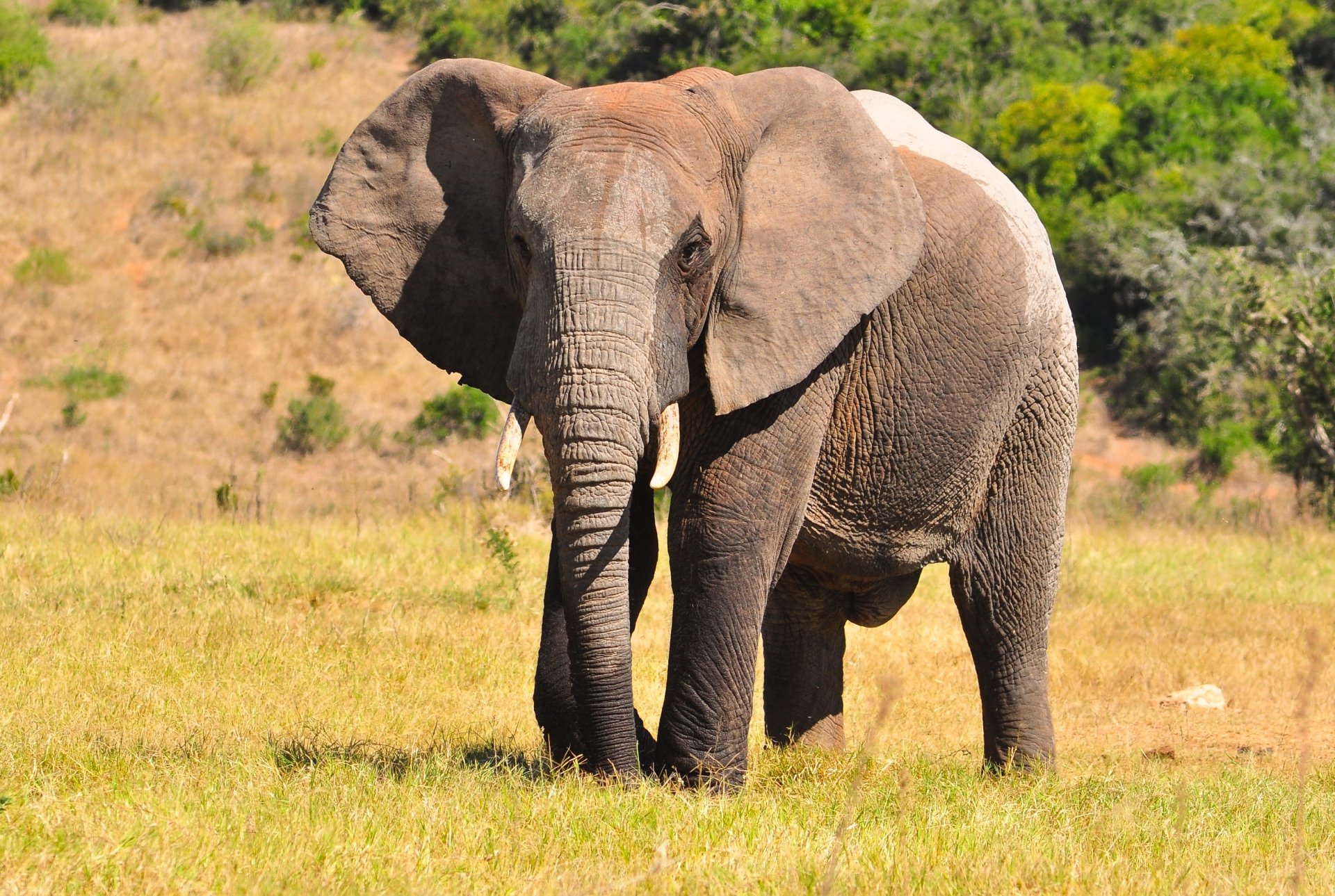 HD desktop wallpaper featuring a majestic African bush elephant standing in a sunlit grassy landscape with trees in the background.
