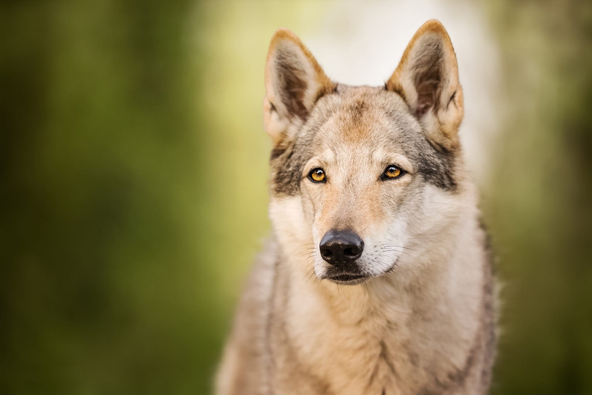 Download Czechoslovakian Wolfdog Wolf Animal Wolfdog HD Wallpaper