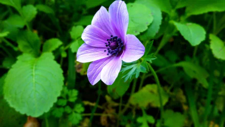  Purple Flower