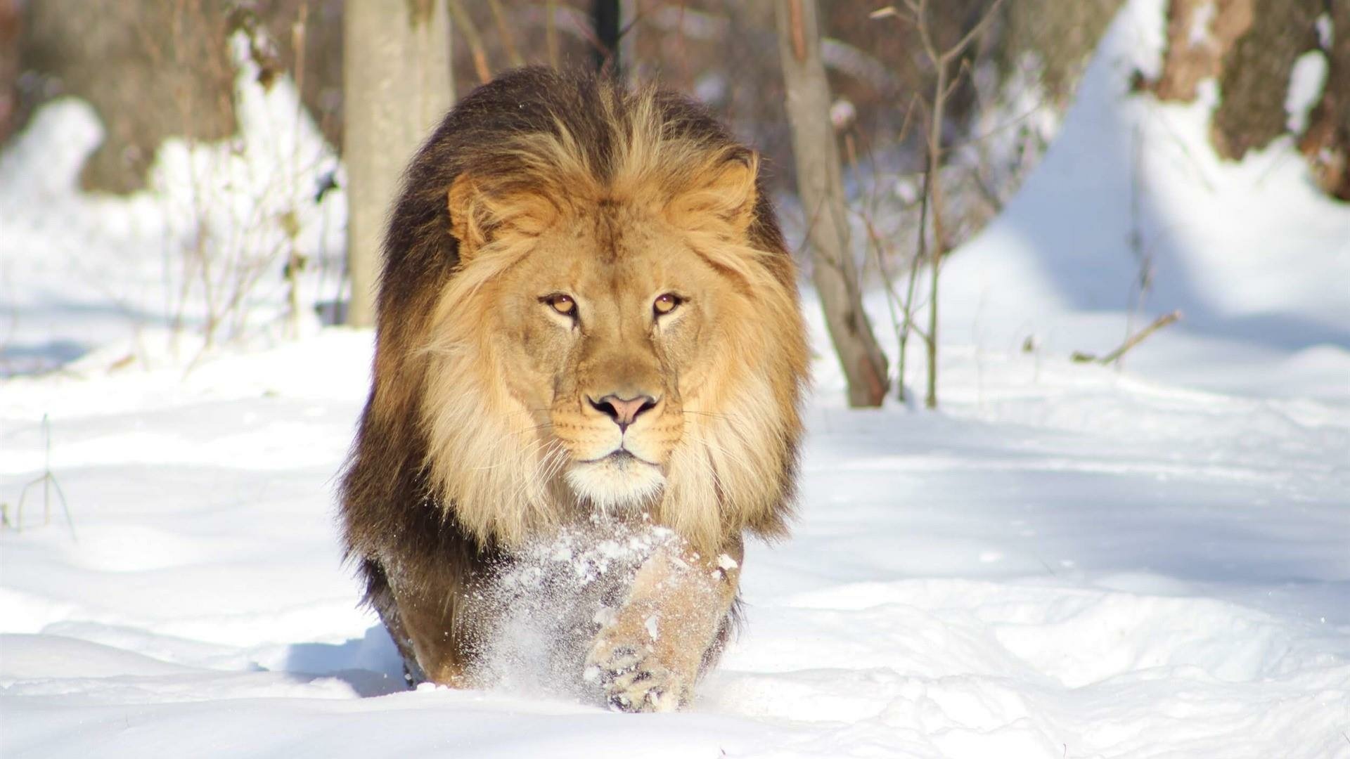 Lion In The Snow