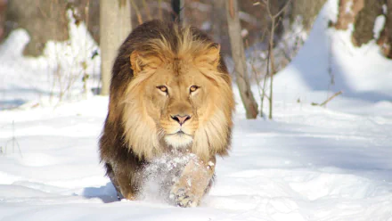 A majestic lion walking through deep snow in a natural winter setting, captured in high-definition for a striking PC desktop wallpaper.