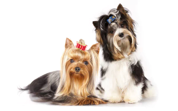 Two Yorkshire terrier dogs wearing festive hats, captured in a crisp 4K Ultra HD image suitable as a PC desktop wallpaper and background.