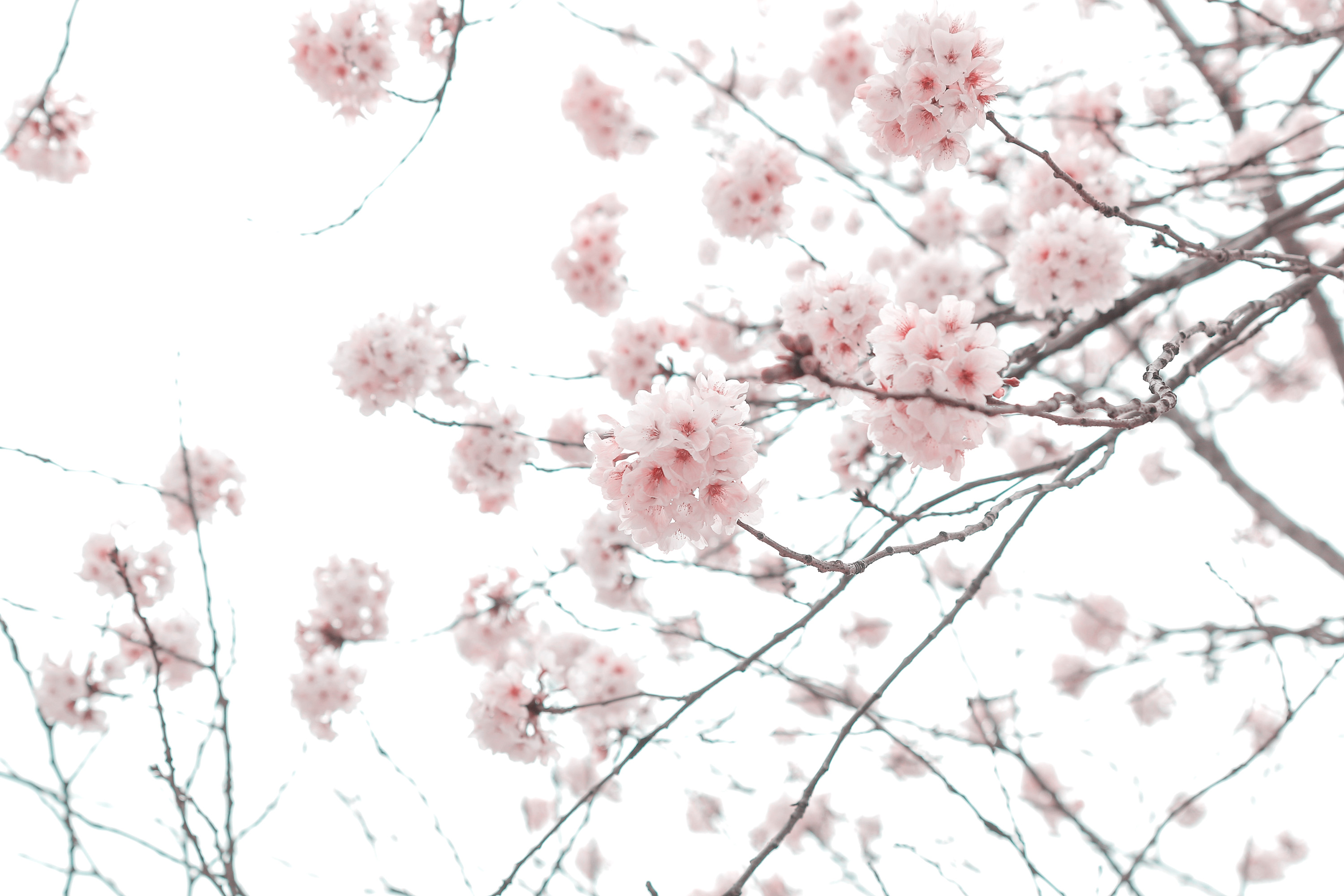 Nature Blossom HD Wallpaper by Gyeoggido