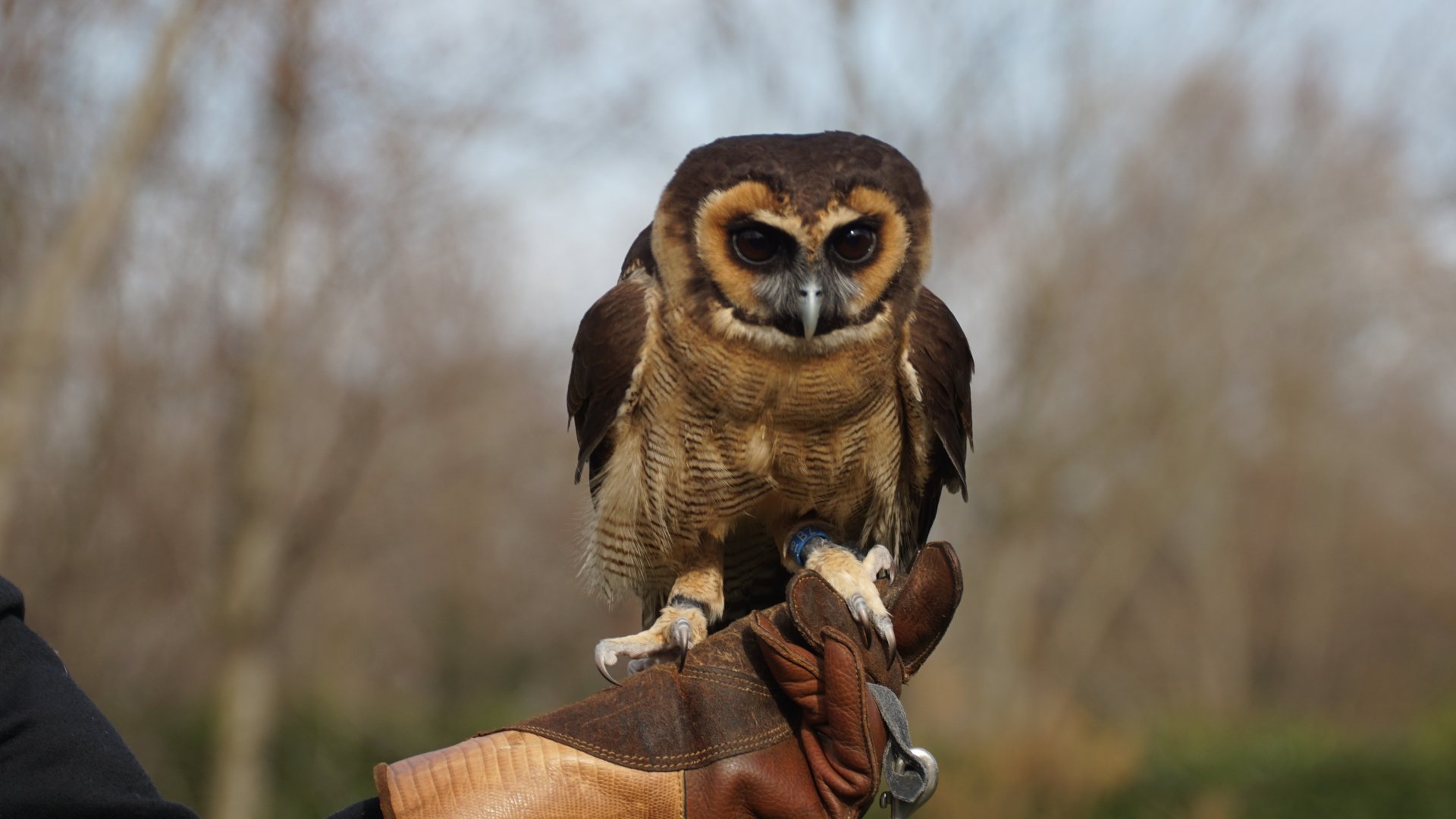 Animal: brown owl with dark facial discs perched on a falconer's gloved hand, captured in crisp 5K Ultra HD PC desktop wallpaper with a soft, blurred natural background.