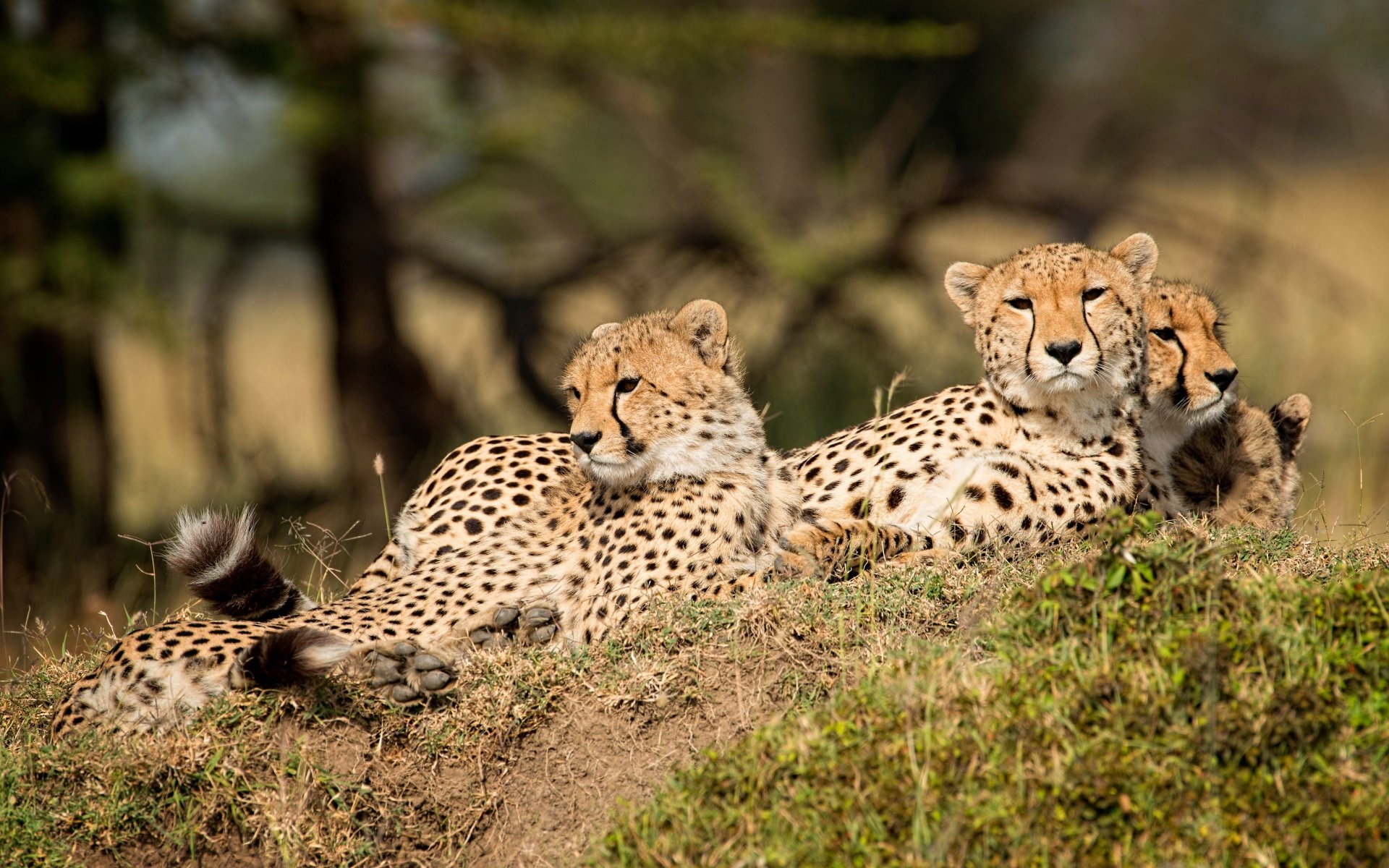 A 4K Ultra HD PC desktop wallpaper featuring three cheetahs resting on a grassy mound in a natural setting.