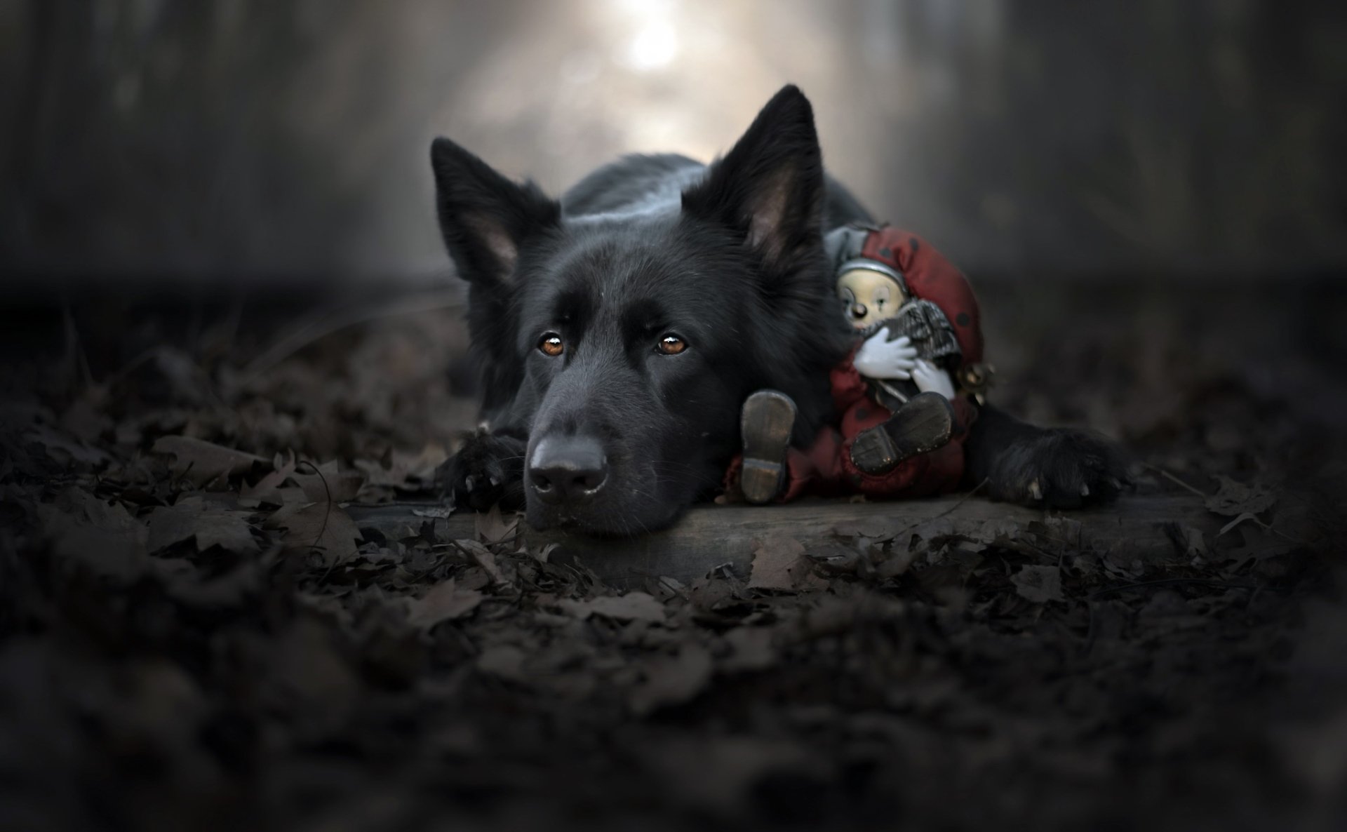 Download Animal Dog HD Wallpaper | 2047x1264 | Wallpaper Abyss