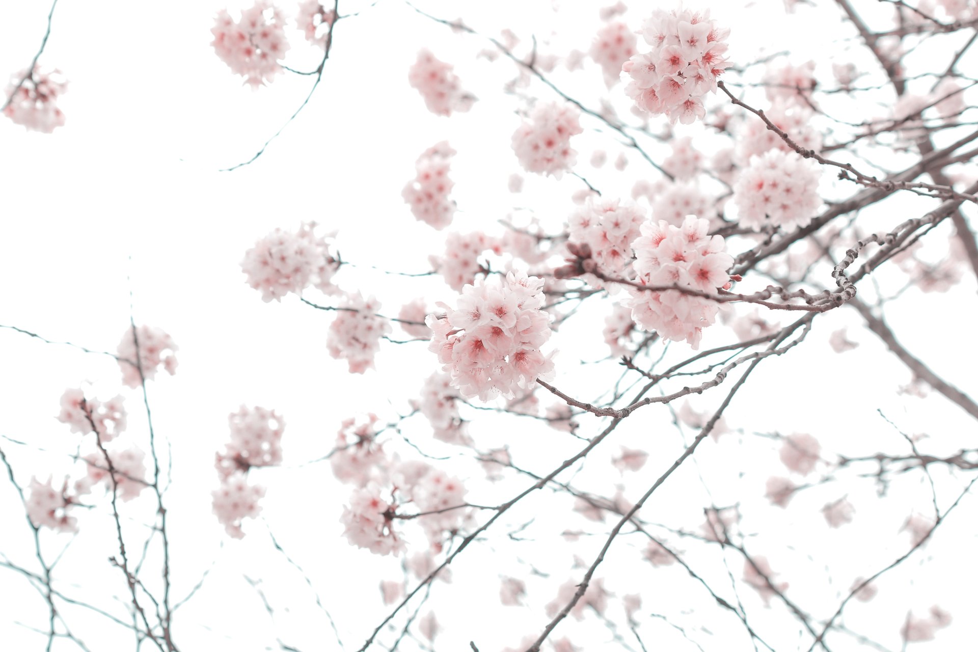 Download Branch Spring Cherry Blossom Flower Nature Blossom HD Wallpaper by Gyeoggido
