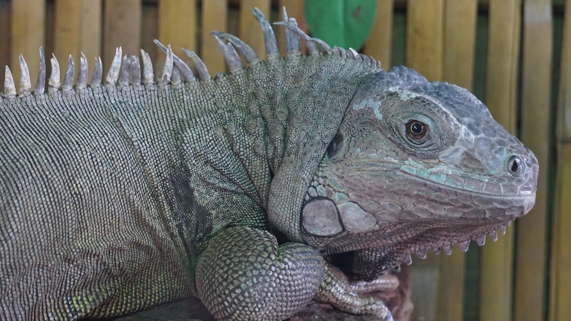 Download Animal Iguana 4k Ultra HD Wallpaper