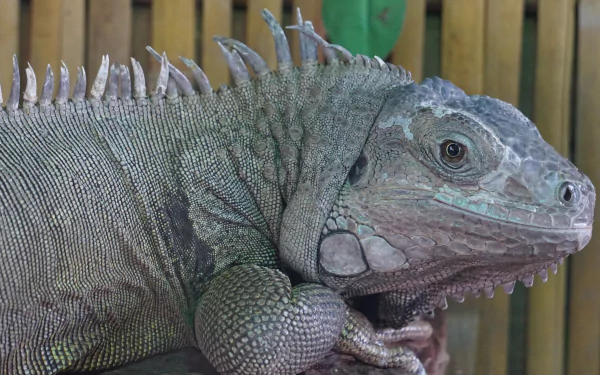 Animal iguana HD Desktop Wallpaper | Background Image