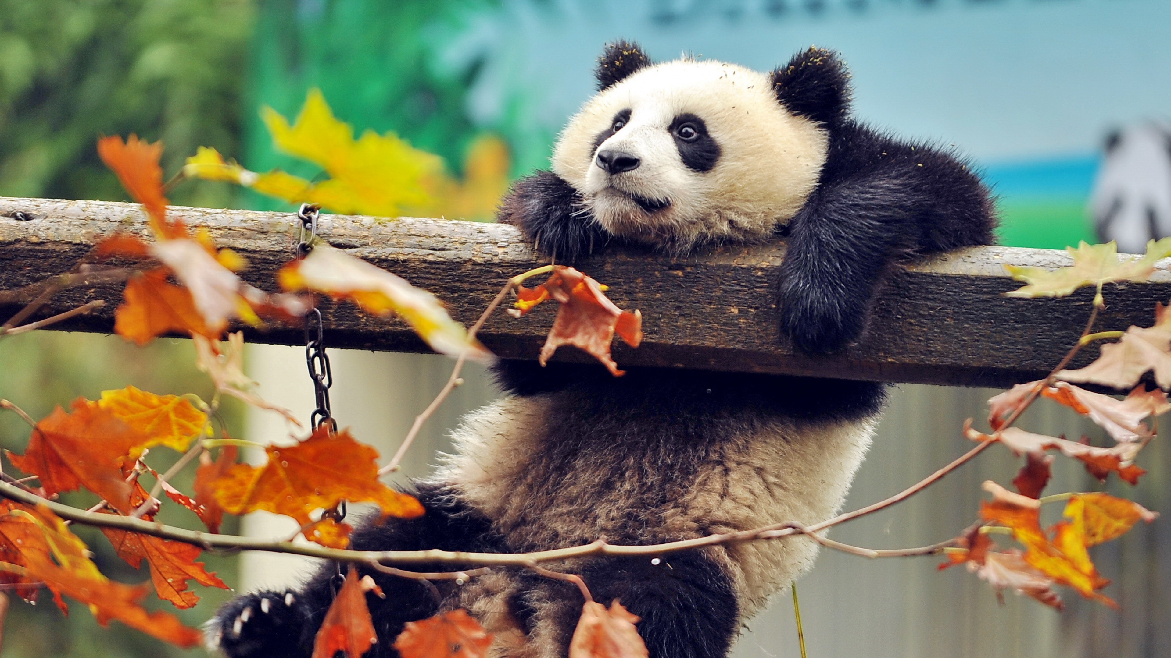 2560x1440 wallpaper panda